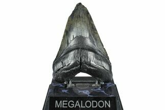 Bargain, Fossil Megalodon Tooth - South Carolina #371771