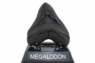Serrated, Fossil Megalodon Tooth - South Carolina #371779