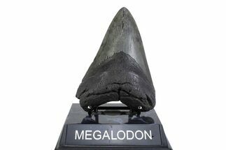 Fossil Megalodon Tooth - South Carolina #371793