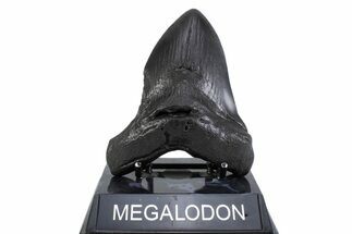 Fossil Megalodon Tooth - South Carolina #371797