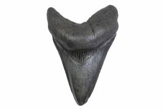Serrated, Fossil Megalodon Tooth - South Carolina #371805
