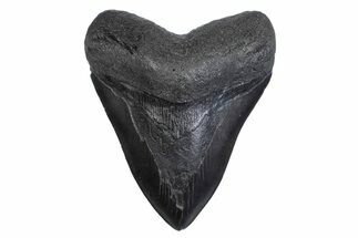 Fossil Megalodon Tooth - South Carolina #371820