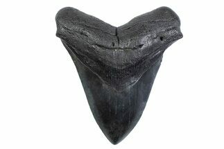 Fossil Megalodon Tooth - South Carolina #371831