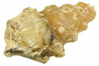 Agatized Gastropod (Cerithium?) Fossil - Morocco #371885