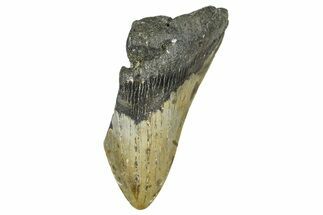 Partial, Fossil Megalodon Tooth - North Carolina #371716