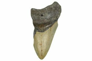 Partial, Fossil Megalodon Tooth - Serrated Blade #371717