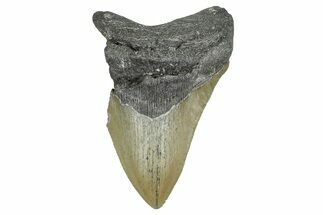 Partial, Fossil Megalodon Tooth - North Carolina #371723