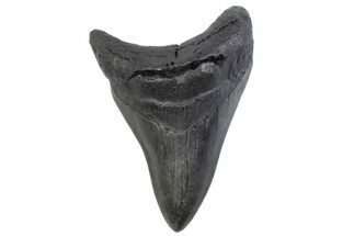 Fossil Megalodon Tooth - South Carolina #371861