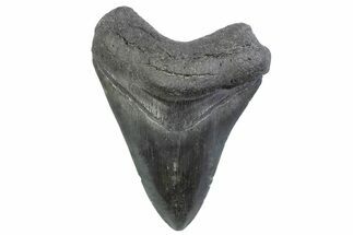 Serrated, Fossil Megalodon Tooth - South Carolina #371866