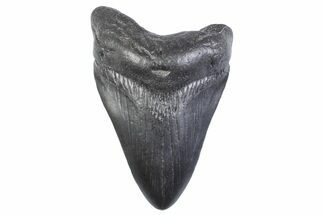 Fossil Megalodon Tooth - South Carolina #371943