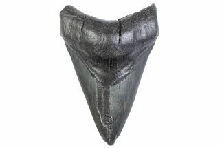 Fossil Megalodon Tooth - South Carolina #371954