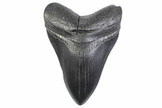 Fossil Megalodon Tooth - South Carolina #371961