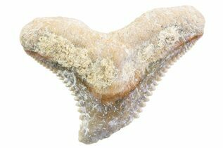 Tiger Shark (Galeocerdo) For Sale