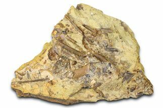 Sandstone with Hadrosaur Teeth, Tendons & Bones - Wyoming #370604