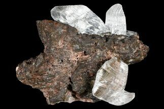 Glassy Selenite Crystals on Matrix - Naica Mine, Mexico #372177