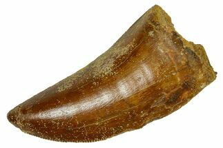 Serrated, Carcharodontosaurus Tooth - Real Dinosaur Tooth #372276