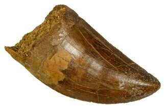 Serrated, Carcharodontosaurus Tooth - Real Dinosaur Tooth #372283