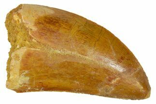 Serrated, Carcharodontosaurus Tooth - Real Dinosaur Tooth #372295
