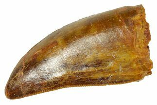 Serrated, Carcharodontosaurus Tooth - Real Dinosaur Tooth #372303
