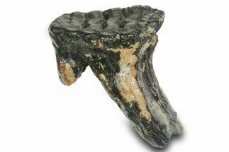 Juvenile Woolly Mammoth Upper P Molar - North Sea Deposits #372342