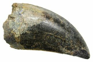 Serrated, Fossil Tyrannosaurus (Trex) Tooth - Wyoming #372361