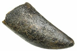 Serrated, Fossil Tyrannosaurus (Trex) Tooth - Wyoming #372363