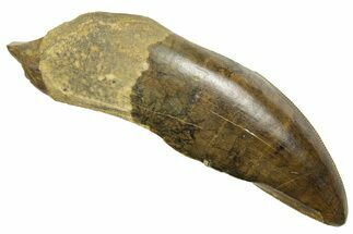 Serrated, Fossil Tyrannosaurus (Trex) Tooth - Wyoming #372365