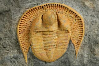 Orange Trinucleid Trilobite (Declivolithus) - Mecissi, Morocco #372366