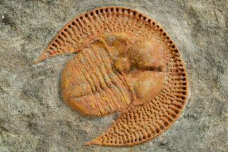 Orange Trinucleid Trilobite (Declivolithus) - Mecissi, Morocco #372367