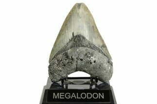 Serrated, Fossil Megalodon Tooth - North Carolina #372378