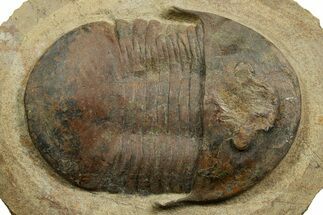Well Preserved Asaphid Trilobite - Fezouata Formation #372411