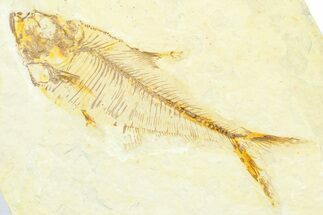 Detailed Fossil Fish (Diplomystus) - Wyoming #372299