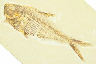 Detailed Fossil Fish (Diplomystus) - Wyoming #372307