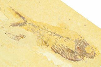 Bargain, Detailed Fossil Fish (Diplomystus) - Wyoming #372324