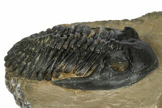Chocolate-Brown Hollardops Trilobite - Foum Zguid, Morocco #372420