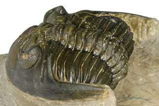 Curled Hollardops Trilobite - Foum Zguid, Morocco #372424