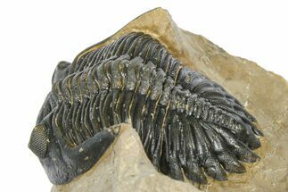 Curled Hollardops Trilobite - Foum Zguid, Morocco #372426