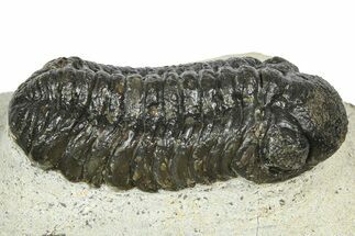 Bargain, Austerops Trilobite - Ofaten, Morocco #372443