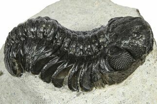 Bargain, Austerops Trilobite - Ofaten, Morocco #372445