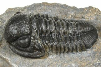 Detailed Gerastos Trilobite Fossil - Morocco #372448