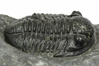 Detailed Gerastos Trilobite Fossil - Morocco #372449
