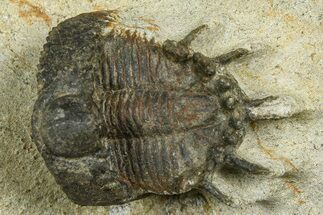Bargain, Lichid Trilobite (Akantharges) - Tinejdad, Morocco #372457