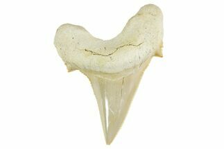 Serrated Sokolovi (Auriculatus) Shark Tooth - Top Quality #372464