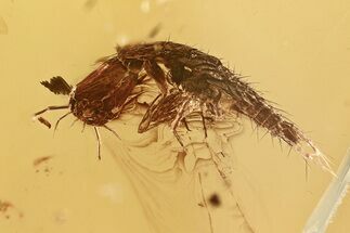Bizarre Fossil Rove Beetle (Paederinae) Larva in Baltic Amber #372469