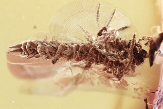Detailed Fossil Pseudocentipede (Symphyla) In Baltic Amber - Rare! #372476
