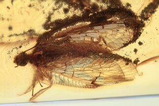 Fossil Brown Lacewing (Hemerobiidae) In Baltic Amber #372479