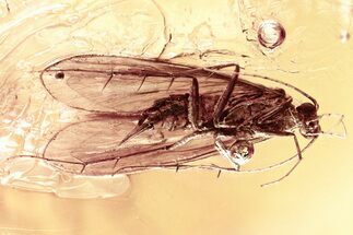 Detailed Fossil Caddisfly, Fungus Gnat, and Wasp in Baltic Amber #372496