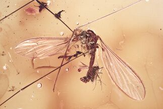 Detailed Fossil Crane Fly and True Midge in Baltic Amber #372508