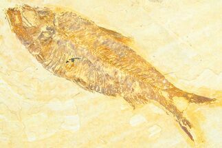 Detailed Fossil Fish (Knightia) - Wyoming #372332