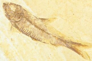 Detailed Fossil Fish (Knightia) - Wyoming #372333